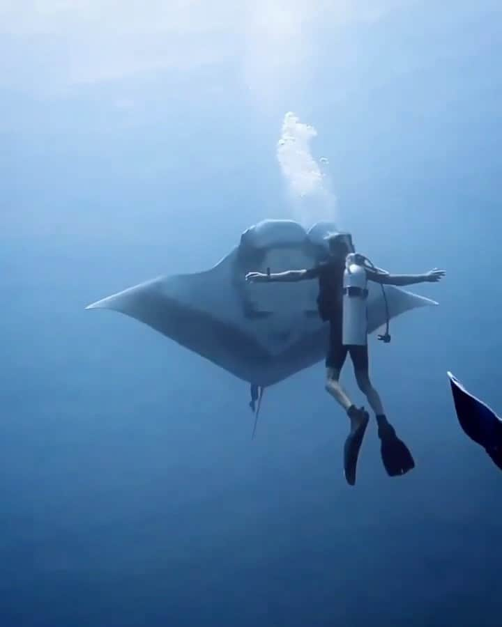 WildLifeのインスタグラム：「Video by @ashhalashhal / Lost for words, Just mesmerising when they rise up in the blue like that wanting to interact! Fuvahmulahs absolutely on fire today with 7 oceanic mantas in a single dive! 🌊🤙  🤿: @johankinch  #oceanicmantaray  _______________________________ #oceanic #mantaray #mantarays #mantas #mantattoo #manta #oceanlife #oceans #scubadiving #buceo #mantas #scubapro #diving #underwater #fuvahmulah #tauchen #mantapoint #gopro #padi #oceanicmanta #paditv #maldives #dive #ray #ocean #sea #oceanlover #freediver」