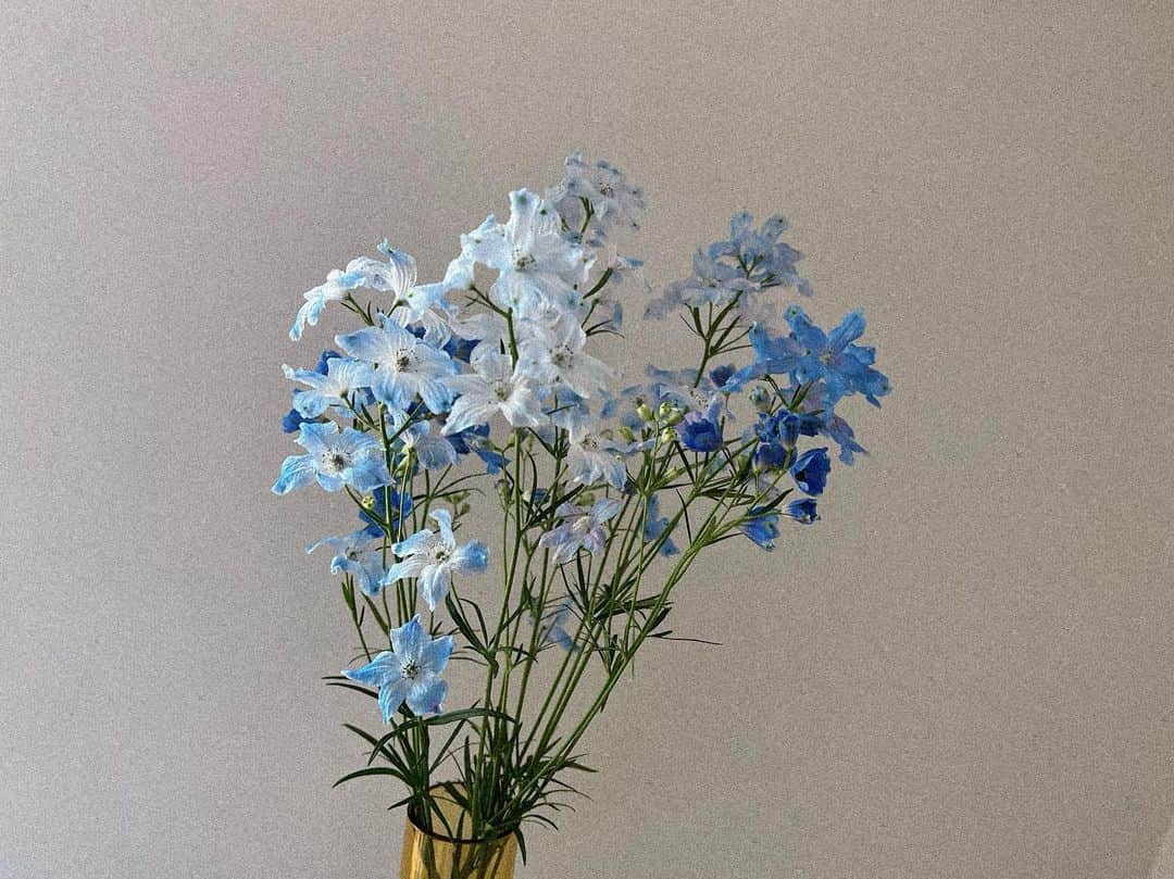 のインスタグラム：「💙  去年もこのお花買ってたから きっと好きなんだな〜。  毎日つぼみが開くの見てて愛おしい。」