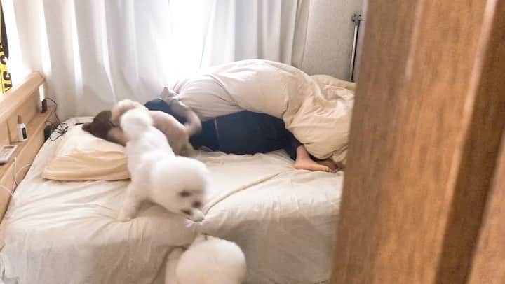 西村歩乃果のインスタグラム：「実家でのモーニングルーティンの一部。  #モーニングルーティン　#犬に起こされる」