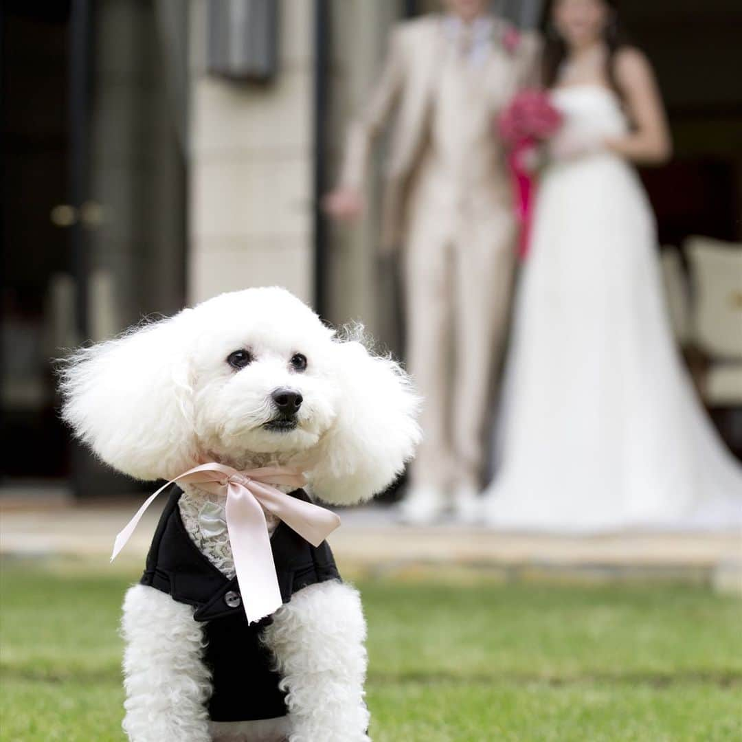 金沢結婚式 ヴィラグランディス金沢のインスタグラム：「💒 『Wedding with Dog〜ペットと一緒に結婚式を〜』  ヴィラ・グランディス  ウエディングリゾートでは 大切な家族💕ペットと一緒に挙げる結婚式が叶います✨  わんちゃんたちのドレスアップや リング💍を運ぶお役目 結婚証書への肉球スタンプなど 皆が笑顔になる演出も❣️  お問合せ・ご相談・フェアへのお申込みはプロフィール欄にある公式ホームページURLより💌 会場見学やお打ち合わせの際もペット同伴できます🐕🐈  #ペット同伴 #ペットと結婚式 #ペットウェディング #ペットは家族 #ペットと一緒 #ペットと一緒に結婚式  #ヴィラ嫁 #ヴィラファミリー」