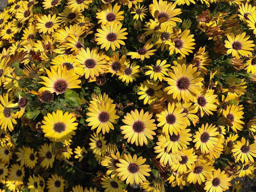 のインスタグラム：「💛」