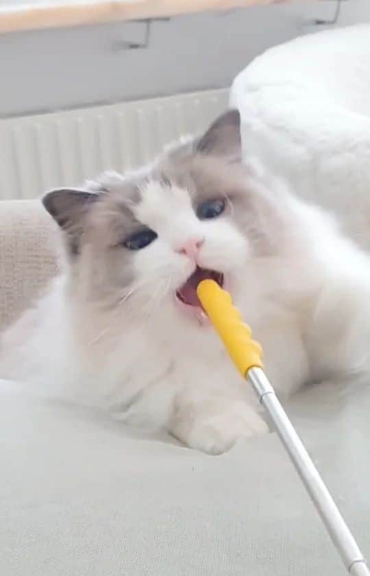 Princess Auroraのインスタグラム：「Fierce kitty 😼  Levi always loves to interrupt her fun 😹」