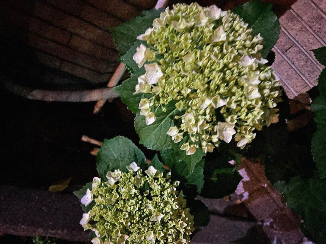 のインスタグラム：「🤍  紫陽花はじまりそう。」