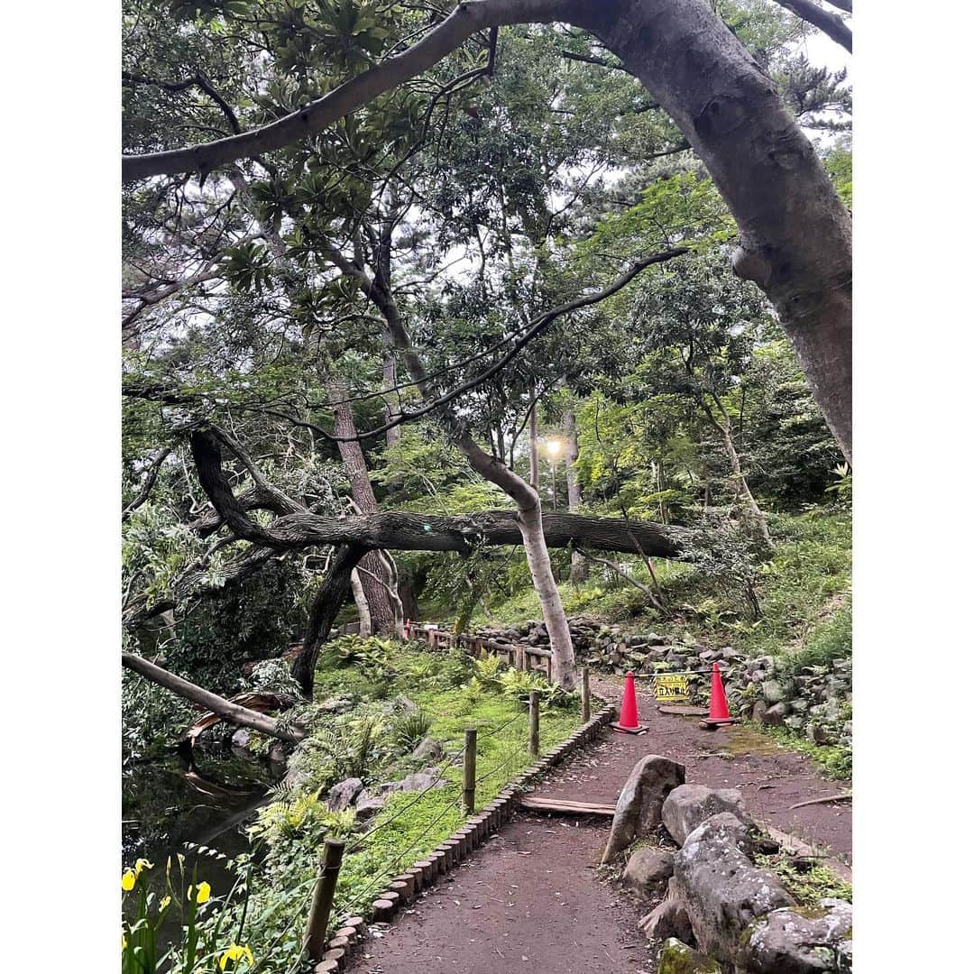水野真紀さんのインスタグラム写真 - (水野真紀Instagram)「倒木ご注意‼️  数日前に走った道、、、💦 池もビックリ⁉️ 長い間お疲れ様でした🌲🙏」5月17日 17時01分 - maki_mizuno_official