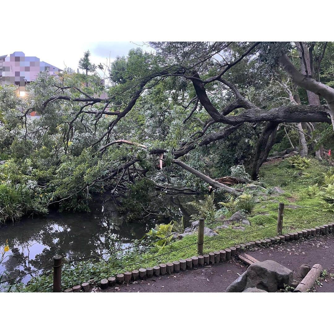 水野真紀さんのインスタグラム写真 - (水野真紀Instagram)「倒木ご注意‼️  数日前に走った道、、、💦 池もビックリ⁉️ 長い間お疲れ様でした🌲🙏」5月17日 17時01分 - maki_mizuno_official