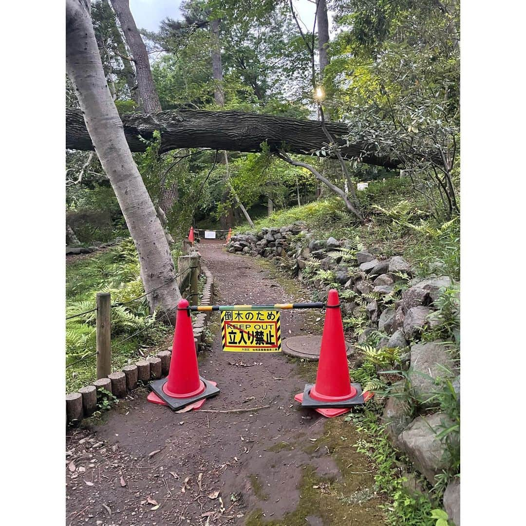 水野真紀さんのインスタグラム写真 - (水野真紀Instagram)「倒木ご注意‼️  数日前に走った道、、、💦 池もビックリ⁉️ 長い間お疲れ様でした🌲🙏」5月17日 17時01分 - maki_mizuno_official