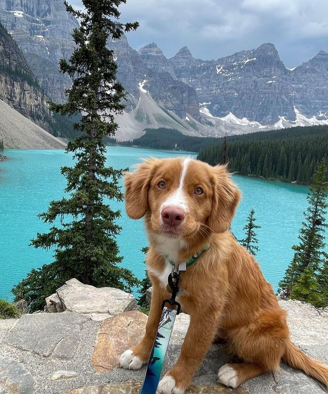 Bolt and Keelのインスタグラム：「Meet Cabot and Remi! 🐕 These two pups have grown up loving a good adventure! 💙 @adventrapets ➡️ @northerntollers  —————————————————— Follow @adventrapets to meet cute, brave and inspiring adventure pets from all over the world! 🌲🐶🐱🌲  • TAG US IN YOUR POSTS to get your little adventurer featured! #adventrapets ——————————————————」