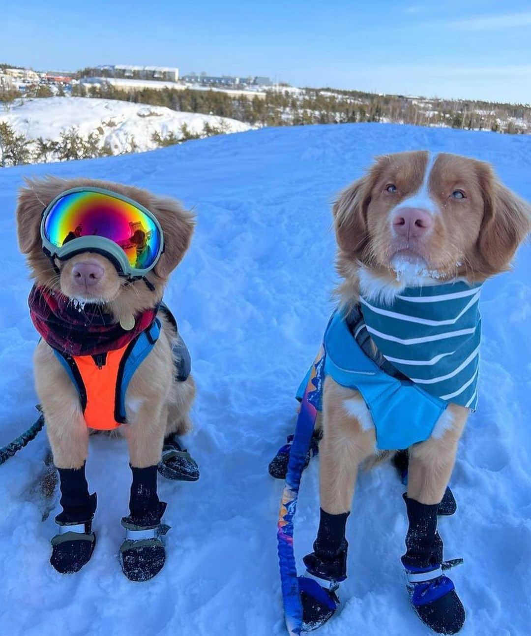 Bolt and Keelさんのインスタグラム写真 - (Bolt and KeelInstagram)「Meet Cabot and Remi! 🐕 These two pups have grown up loving a good adventure! 💙 @adventrapets ➡️ @northerntollers  —————————————————— Follow @adventrapets to meet cute, brave and inspiring adventure pets from all over the world! 🌲🐶🐱🌲  • TAG US IN YOUR POSTS to get your little adventurer featured! #adventrapets ——————————————————」5月17日 22時25分 - adventrapets