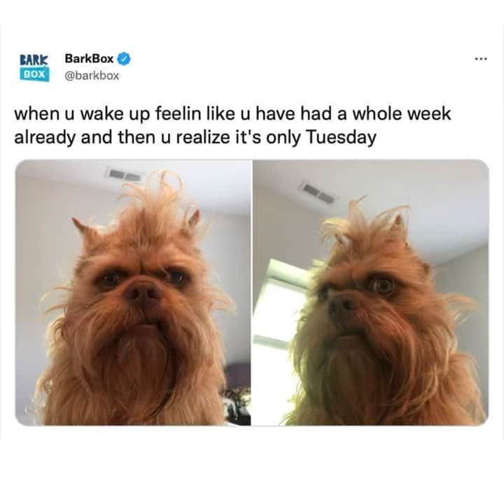 BarkBoxのインスタグラム：「not sure what's happening with the universe or what is in retrograde but somehow an entire week of shenanigans happened in a whopping 24 hours so idk who I need to complain to about this but something is awry and it is not appreciated  Ty for coming to this barkbox talk  @chikn.little   #dogsofinstagram #barkbox」