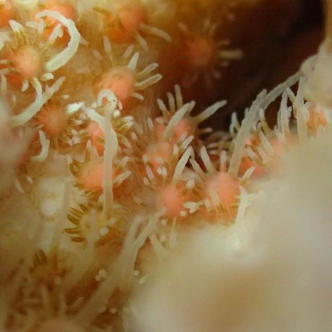 田中律子さんのインスタグラム写真 - (田中律子Instagram)「NPO法人アクアプラネット✨ 沖縄でサンゴ保全活動をしています🐠🌊🌈  @aqua_planet35   今年も無事にアクアプラネットで植えたサンゴたちが産卵しました💛💛💛 サンゴの苗作りをして海に植えてから3年ほどで産卵します✨  サンゴは、刺胞動物です☝️こうして5.6月の大潮満月の夜に年に1度産卵します☺️神秘的ー✨  たくさんの方々にサンゴ保全ご協力いただき、こうして沖縄の海にサンゴを植えて、産卵してサンゴがどんどん増えていく✨もっともっとキレイなサンゴ礁が広がるといいなぁ〜💛  サンゴ応援プログラム📣  https://www.aqua-planet.org/  NPO法人アクアプラネット理事長田中律子  #okinawa  #okinawalife  #aquaplanet  #アクアプラネット  #npo法人アクアプラネット  #savetheplanet  #savethecoral  #サンゴ保全活動」5月18日 9時33分 - ri2kotanaka