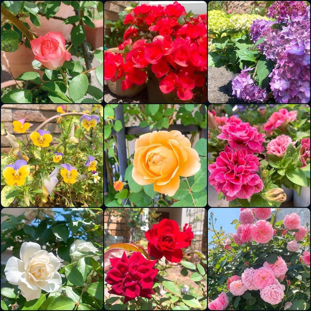 HIROMINのインスタグラム：「. - - - - - - - - - - - - - - - - - - - - - -  . Beautiful roses🌹 . - - - - - - - - - - - - - - - - - - - - - -  . #rose #flowers #flower #beautiful」