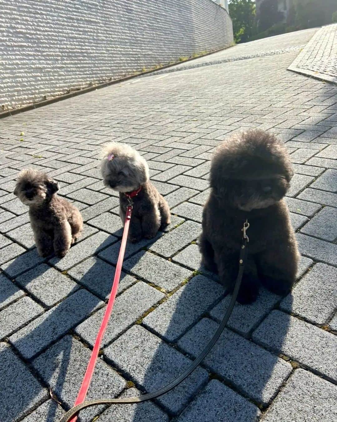 のインスタグラム：「Hi❤　右へ　ならえ〜❤ #愛犬 #トイプードル #おりこうさん #もふもふ #お天気 #散歩 #影 #魔女の影 #萬田久子」