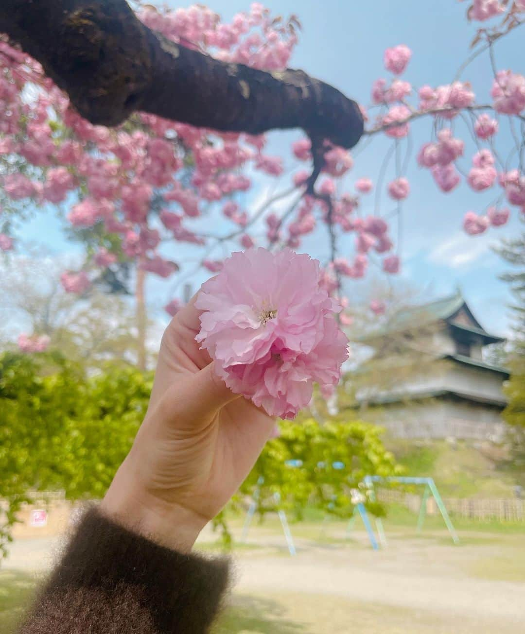 小澤陽子のインスタグラム