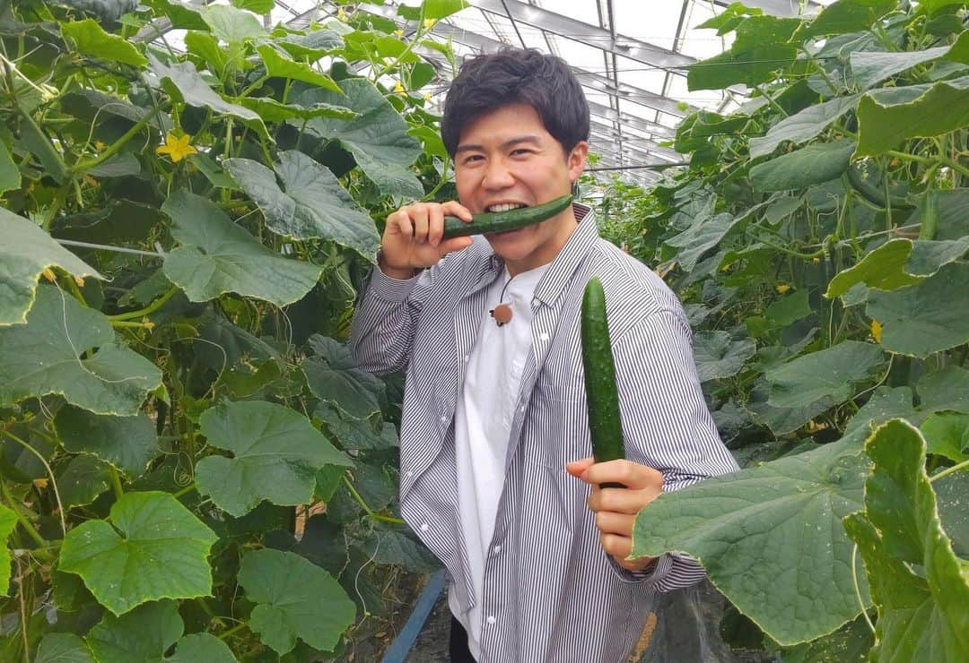 のインスタグラム：「【もとまちきゅうり🥒】  先日のまるどりっ！UPをご覧いただき ありがとうございました🙇‍♂️  今回は、燕市吉田本町地区のブランドきゅうり 「もとまちきゅうり」をお届け！  かぶりついた瞬間、みずみずしくて、ほのかに甘くて、食感も柔らかい！本当に美味しかったです！！  そのまま食べるのはもちろん、 きゅうりハイボールも相性抜群！！  みなさんもぜひ もとまちきゅうり🥒を味わってみてください！！  瀬戸さん、ありがとうございました😊  #もとまちきゅうり #新潟#燕市#本町 #きゅうり#🥒 #休肝日にはキュウカンバー #渾身のギャグを披露 #ちゃんとすべりました #新潟テレビ21 #アナウンサー」