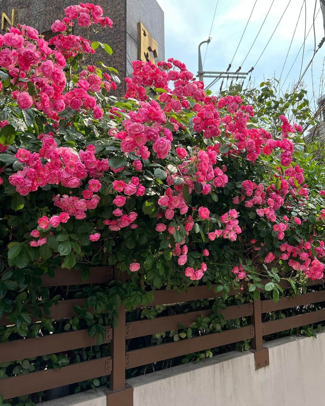 ハン・ジウンのインスタグラム：「🌷✨」