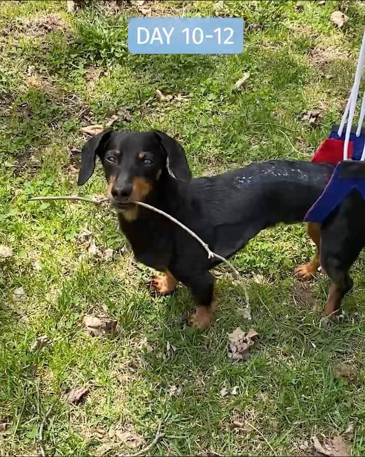 Crusoe the Celebrity Dachshundのインスタグラム：「“TWO WEEK UPDATE: it’s been slow and heartbreaking, but I’ve had some better progress in just the last few days. I still have a ways to go, but we feel I’m on the road to recovery now. A big thank you to our neurosurgeon Dr. Jull at @thevscan in Ottawa who also did my first surgery, and who I would trust any time. Thank you again for your support and love. Can check out the #CrusoeStrong tshirt (charity) or my new Happy Stick tshirt, or check out my game while I work through this - all through link in profile. ❤️” ~ Crusoe」