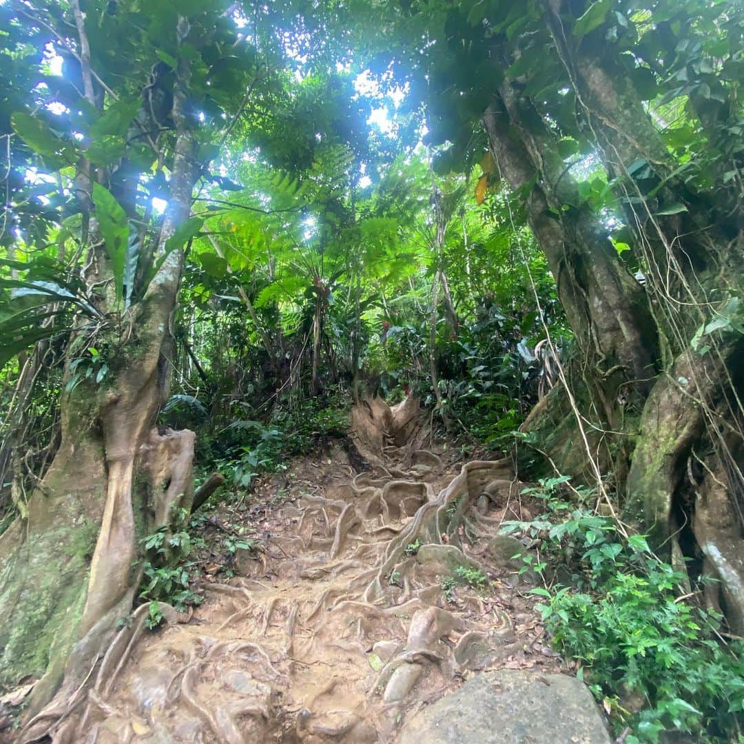 タラ・ケインさんのインスタグラム写真 - (タラ・ケインInstagram)「Explored the rainforest, what did you do? 🌿」5月19日 3時54分 - tarahkayne