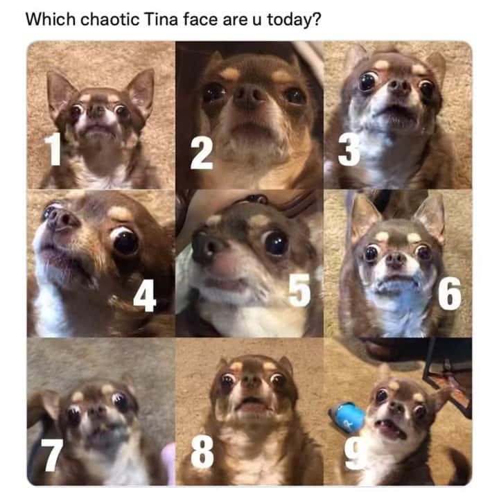 BarkBoxのインスタグラム：「feelin like a hard 2 with a sprinkling of 7-9 wbu?  from the queen: @tinahassomethingonhernose 💖   #barkbox #dogsofinstagram」