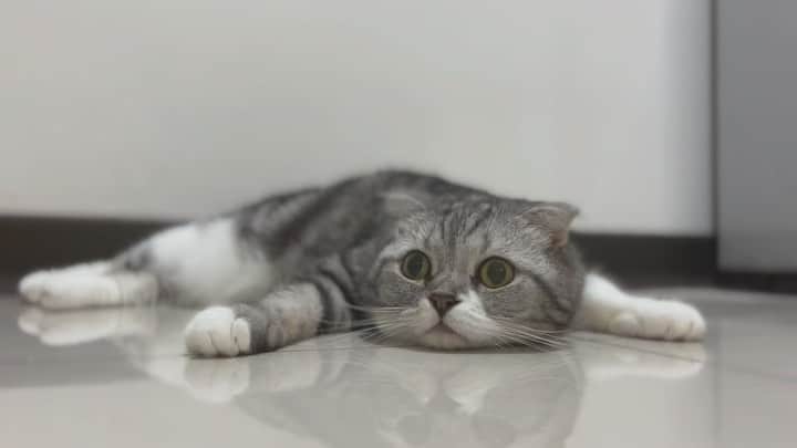 KATSUOのインスタグラム：「ただペチョってるだけの動画 #cat#cats#catsofinstagram #catstagram #instacat#katsuo#猫#ねこ」