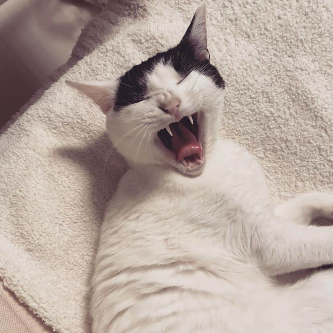 KAZUYAのインスタグラム：「怖ポコ。 #猫 #cat」