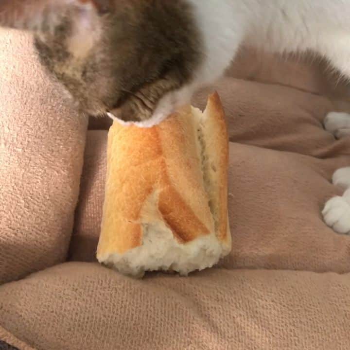 Homer Le Miaou & Nugget La Nugのインスタグラム：「Chicken? Ew! Raw meat? Yuk!! Cream or butter? Argh!!! But give her bread and Nug will get crazy. Just enter the room with a baguette and she will jump on you like a maniac! Can’t be more french (and weird) than that, eh oui! 🥖😻🥖 #ThatNuggetIsVegan #HowToFrenchForCats」