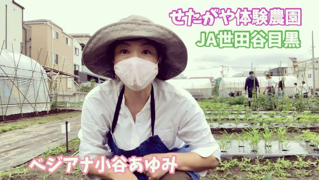 小谷あゆみのインスタグラム：「せたがや体験農園〜5月の仕事！ YouTube動画久しぶりにアーーップ⤴️ とうもろこしの間引き～ベジアナの#一億農ライフ #家庭菜園 #野菜づくり #農ライフ 5つのC！ヘルシー！たのしー！おいしー！嬉しー！愛おしー♡ #JA世田谷目黒 #家庭菜園 #市民農園 https://youtu.be/WSTHxXvz82Q」