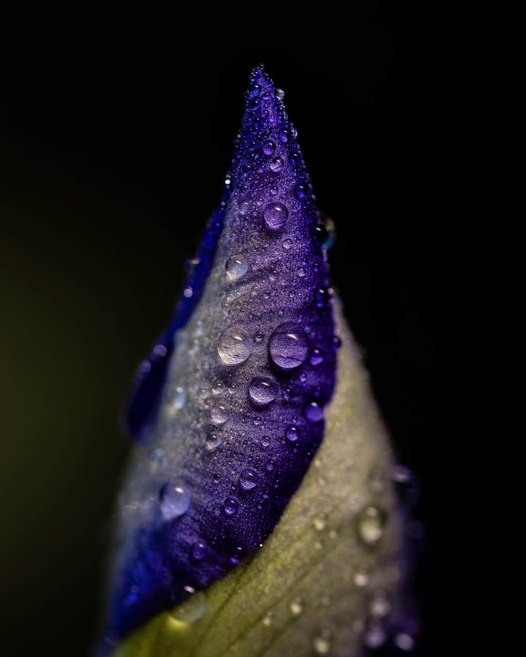 アンジー・ペインのインスタグラム：「Small beautiful somethings from the past 28 weeks.  • Just 12 more weeks until another small beautiful something joins our world. I suspect it will end up being my favorite small thing of all time.  • Photo 1 - Iris after rain, Kentucky Photo 2 - Seaweed & bubbles, Maine Photo 3 - Snowflake, Colorado Photo 4 - Cracked ice on reeds, Colorado Photo 5 - Snowflake, Colorado Photo 6 - Rain drops on roses, Kentucky Photo 7 - Leaf bud, Alabama  • I’ll post more photos and thoughts from the pregnancy journey thus far in my story over the next few days.  • • • #macro #macrophotography」