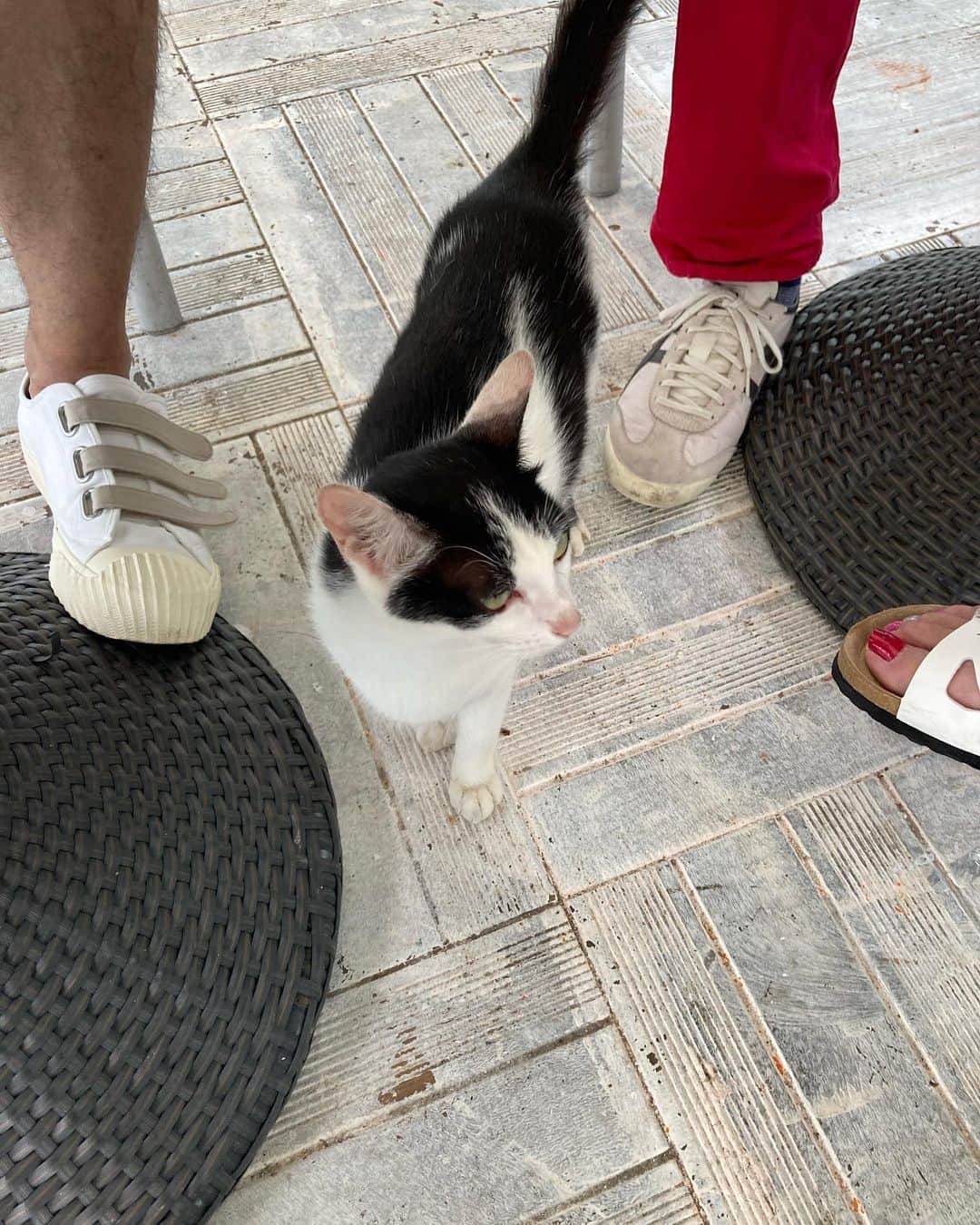 古谷恵さんのインスタグラム写真 - (古谷恵Instagram)「10年以上ぶりにずっと行きたかった沖縄へ旅行に行ってきました。 すごいナイスなメンバーと楽しい4日間を過ごしてきた。フットワークの軽いお友達達最高🌈 そして沖縄で猫の写真ばかり撮って旅行のライングループに送ってたら猫ばっかもういらん言われたのでインスタに載せることにしました。 猫たくさんいてみんな人懐こくてかわいかったー🐈🐈‍⬛ 今日実家へ預けてる大豆も帰ってくる。大豆は別格。はよ会いたい」5月20日 10時10分 - megumifuruya