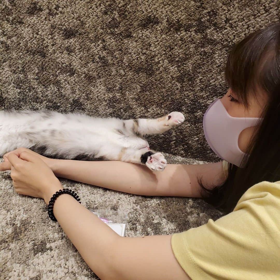 のインスタグラム：「#猫カフェ 🐱💓 癒し〜きゃわい。帰りたくな〜い。ってなる。 いつの間にか猫アレルギーが弱まってる☺️✌🏻 一時期は、本当に目も鼻もやばかったけど🥹 . 私がお気に入りになるのは だいたい丸くてもちもちしてる子🤭🌸 . #me」