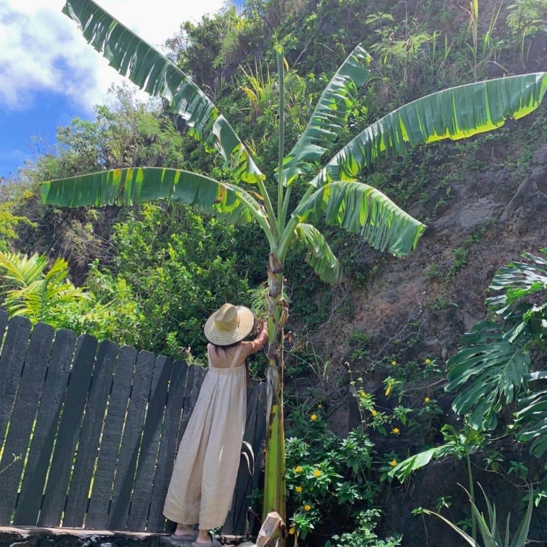 吉川ひなのさんのインスタグラム写真 - (吉川ひなのInstagram)「バナナの木の横にある、うさぎたちの大好物な葉っぱを収穫するわたしと、リリコイのお花を受粉するわたしをゆきみさんが撮ってた  🐝🤍」5月20日 14時51分 - hinanoyoshikawa