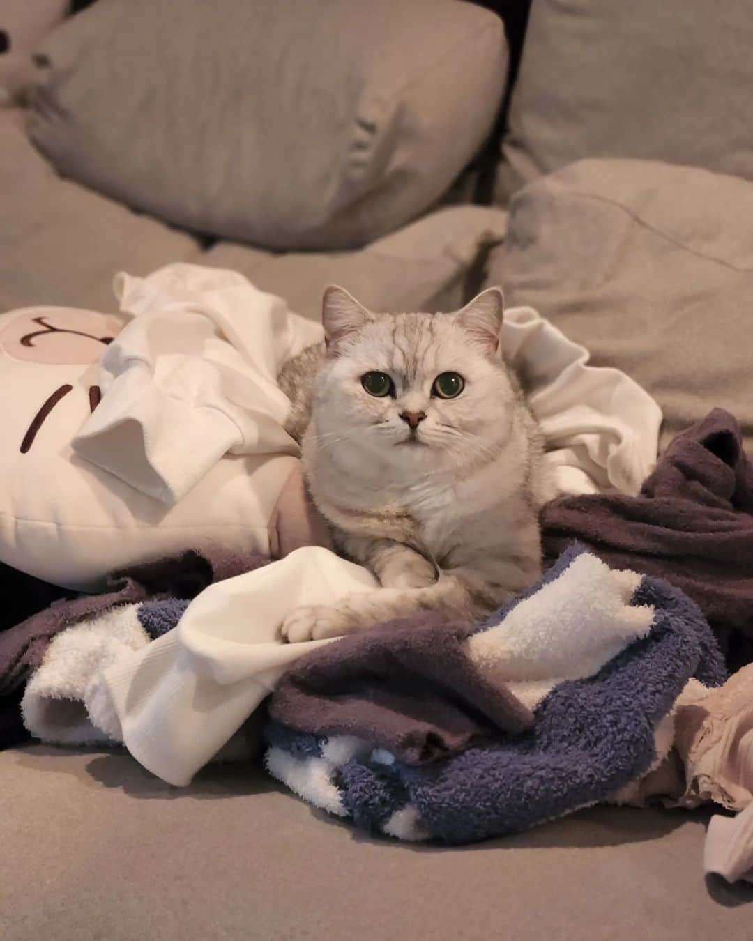 あやみ旬果のインスタグラム：「洗濯物の上にそんなすぐ、、、😂 #ラテ様 #猫のいる暮らし #猫用洗剤」