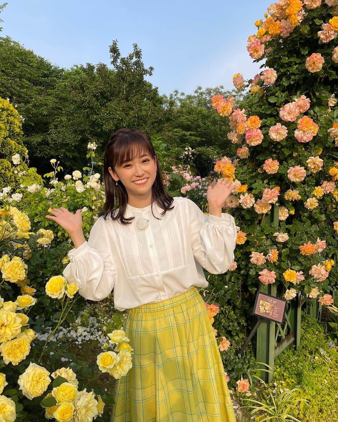 嶺百花さんのインスタグラム写真 - (嶺百花Instagram)「今日もありがとうございました。今朝は千葉県八千代市の京成バラ園からお届けしました！  優しい日差し☀️、小鳥の囀り🦜、華やかなバラ🌹とロマンチックな雰囲気に朝から癒されました〜今が1番見頃だそうです。  来週も宜しくお願い致します！  pants #INDIVI #インディヴィ」5月20日 15時19分 - mine_momoka