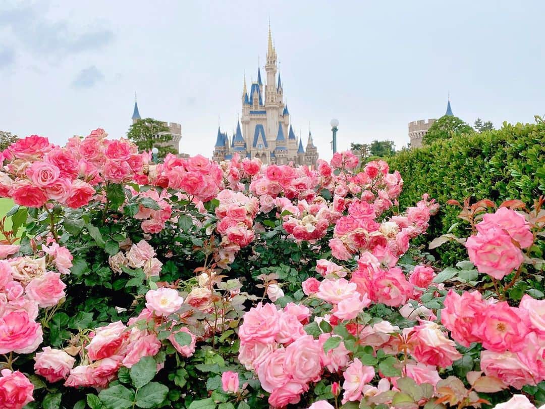 江川清音のインスタグラム：「東京ディズニーランド👑💓 夢の国で夢のような時間を過ごしました😌✨ ⁡ ディズニーの薔薇の花が美しくて 見とれてしまいました🌹🏰 ⁡ キャラクターやアトラクションばかりに 目がいってしまいますが お花もとっても綺麗なんですよね❤️🤭 ⁡ ⁡ この日は曇りベース。 ずっと雨雲レーダーとにらめっこ😅🌧 ⁡ ⁡ #ディズニーランド #ディズニー #夢の国 #薔薇が綺麗 #シンデレラ城 #ベイマックス #ベイマックスカレー #イッツアスモールワールド  #TokyoDisneyland #Disneyland #Cinderellacastle #itsasmallworld #rosegarden」