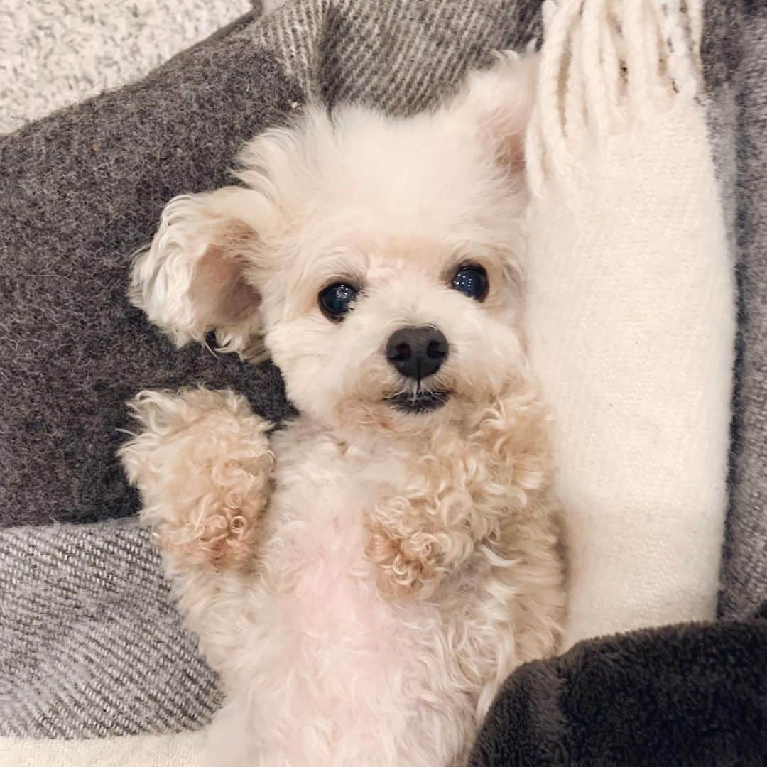 mizuのインスタグラム：「•ᴥ•」