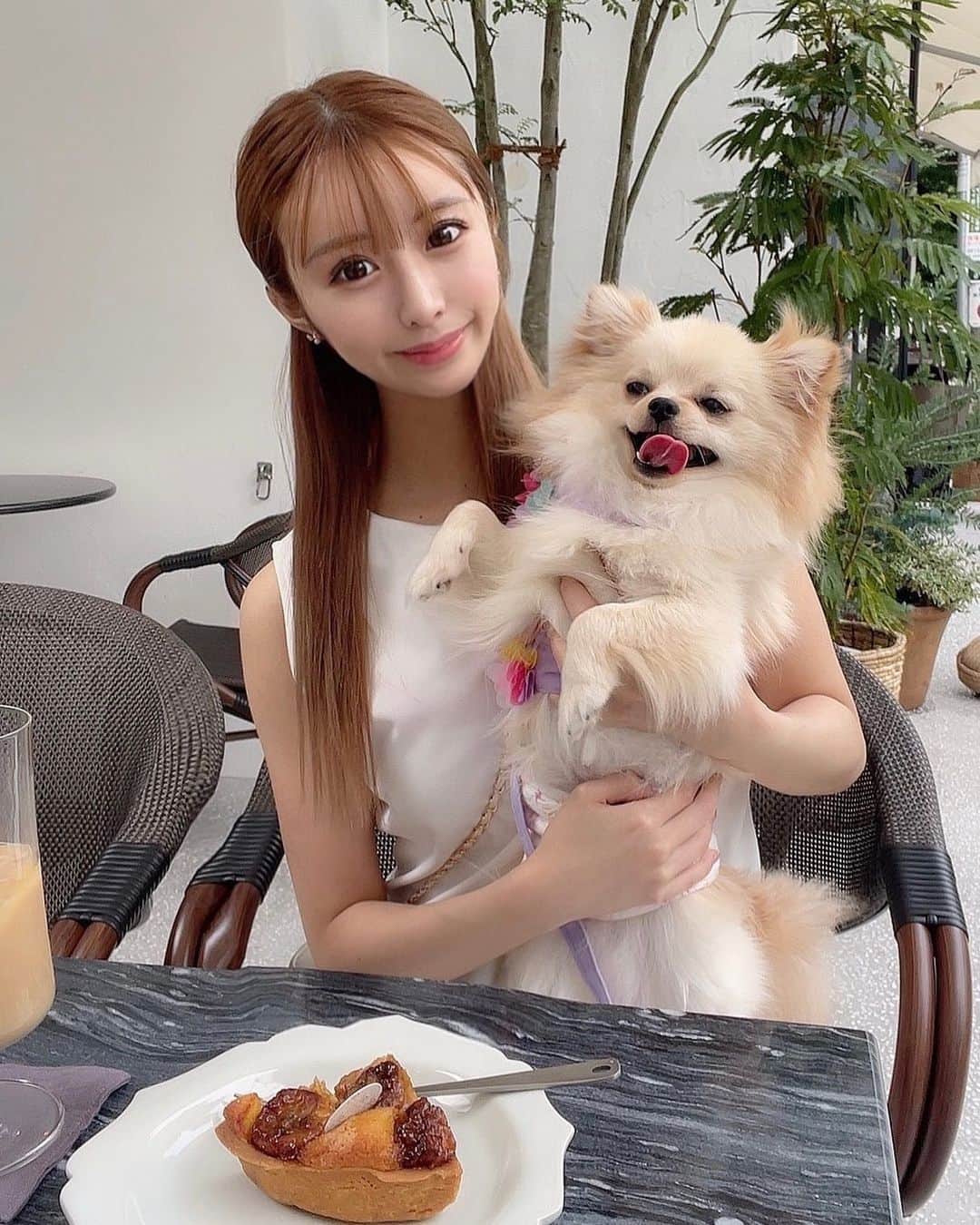 miuchinのインスタグラム：「もふ🦭 ㅤㅤㅤㅤㅤㅤㅤㅤㅤㅤㅤㅤㅤ  #東京カフェ #カフェ #カフェ巡り #lunch  #cafe #dogcafe #犬カフェ #cafestagram #dog #instadog #ポメラニアン #ポメ #ポメチワ #チワワ #犬のいる暮らし #love #instagood #instapic #instagram #instafashion #f4follow」