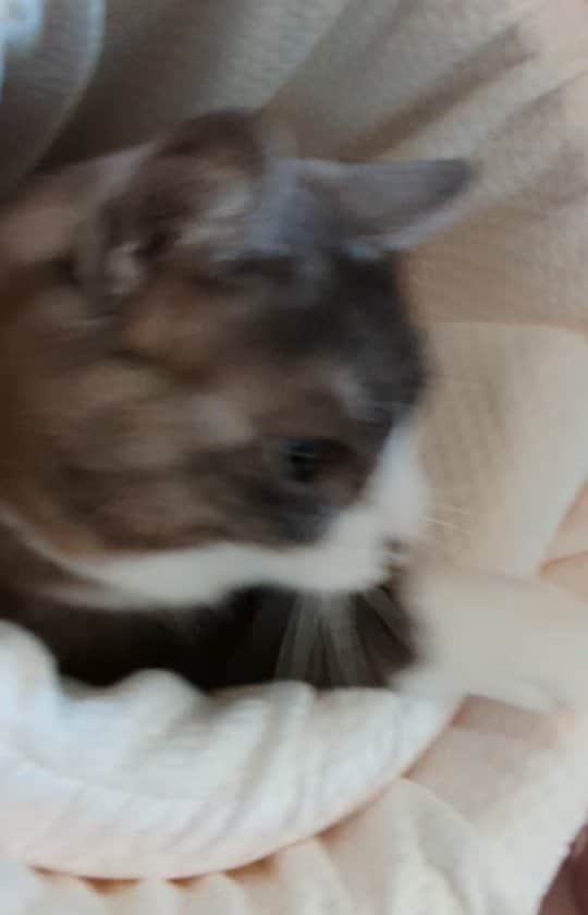 藤波さとりのインスタグラム：「とびだすなかみ #猫　#かわいい　#猫動画」