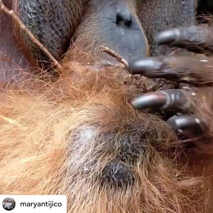 OFI Australiaのインスタグラム：「Being provided with natural enrichment is a favourite part of an orangutan’s day during their rehabilitation at OFI’s Care Centre, and termite nests are always a huge hit! They also provide essential protein to an orangutan’s diet. Our enrichment team work hard to replicate items that can be found in the wild.  #orangutanenrichment #orangutancheekpadder #SaveOrangutans #OrangutanRehabilitation」