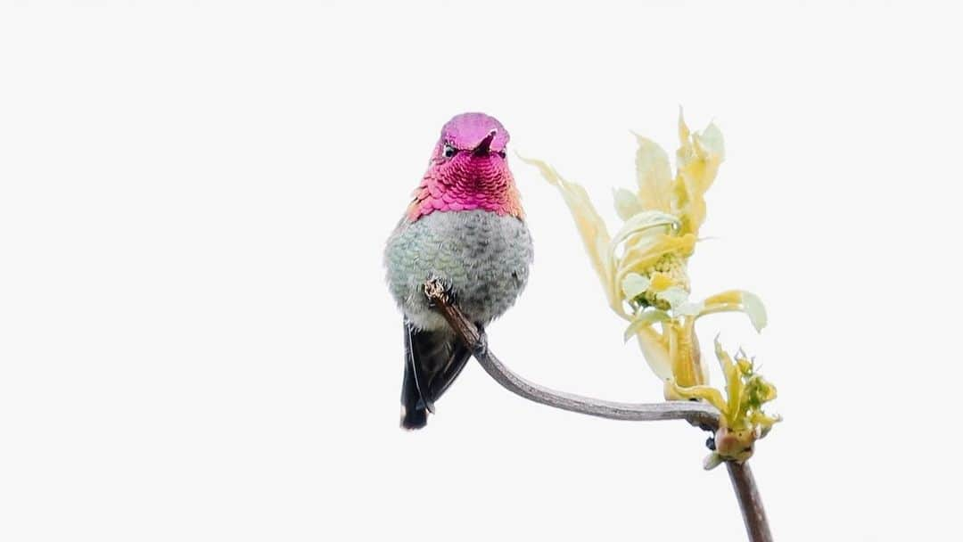 Karen Oのインスタグラム：「Got to be a part of this deeply inspired plight for the birds- a sweeping collection of music, poetry and art honoring our winged friends in a time when they need us most. 💗🦉  𝙁𝙤𝙧 𝙩𝙝𝙚 𝘽𝙞𝙧𝙙𝙨: 𝙏𝙝𝙚 𝘽𝙞𝙧𝙙𝙨𝙤𝙣𝙜 𝙋𝙧𝙤𝙟𝙚𝙘𝙩 Volume I. is out now. Link in bio  @birdsongproject is 242 Original Recordings To Be Released Digitally Over 5 Volumes Starting Today And As Limited Edition 20-LP Deluxe Box Set - pre-order now!  100% Of Proceeds Benefit @audubonsociety, Draws Attention To Threats Facing Bird Populations. #TheBirdsongProject」