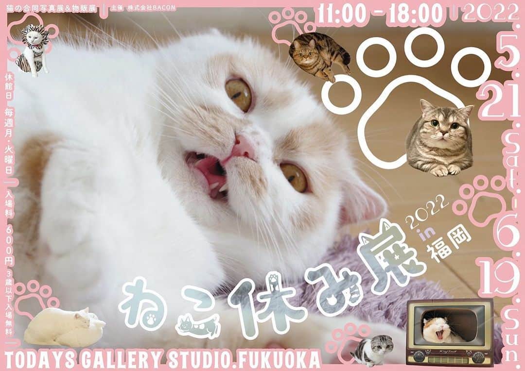 まっぷーちんのインスタグラム：「本日から福岡でねこ休み展が始まります🐈  東京、名古屋に続き３つめの福岡ギャラリーで、初のねこ休み展が開催されます🙌✨」