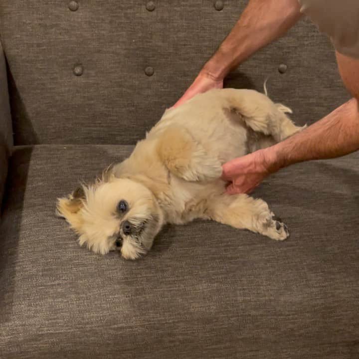 Dougie the Shih Tzuのインスタグラム：「Potty outside.  #fridaymomentofzen」