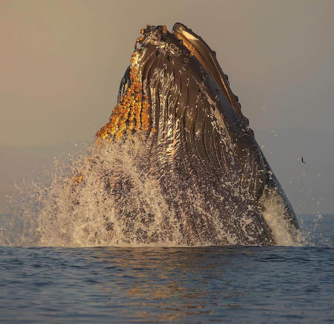 Chase Dekker Wild-Life Imagesさんのインスタグラム写真 - (Chase Dekker Wild-Life ImagesInstagram)「It took awhile to finally hit it’s stride, but the humpback lunge feeding frenzy that helps define Monterey Bay seems to be taking off! It was sporadic at best between winter and April with some fantastic days and then long dry spells of no surface feeding activity. About a week ago that all changed and it seems like every day the bait (anchovies in this case) is getting thicker and higher up in the water column. Yesterday morning we had some rampant lunge feeding from a group of about 10 whales as they were erupting from the surface almost every 30 seconds. I can only imagine how good it will be (hopefully 😅🤞) as we approach the peak summer and fall feeding season!   Also, anyone see the one lucky fish that got away?   #humpback #whale #whalewatching #mosslanding #monterey #montereybay #california #wildlifephotography #animalphotography #whales #humpbackwhale #santacruz」5月21日 0時30分 - chasedekkerphotography