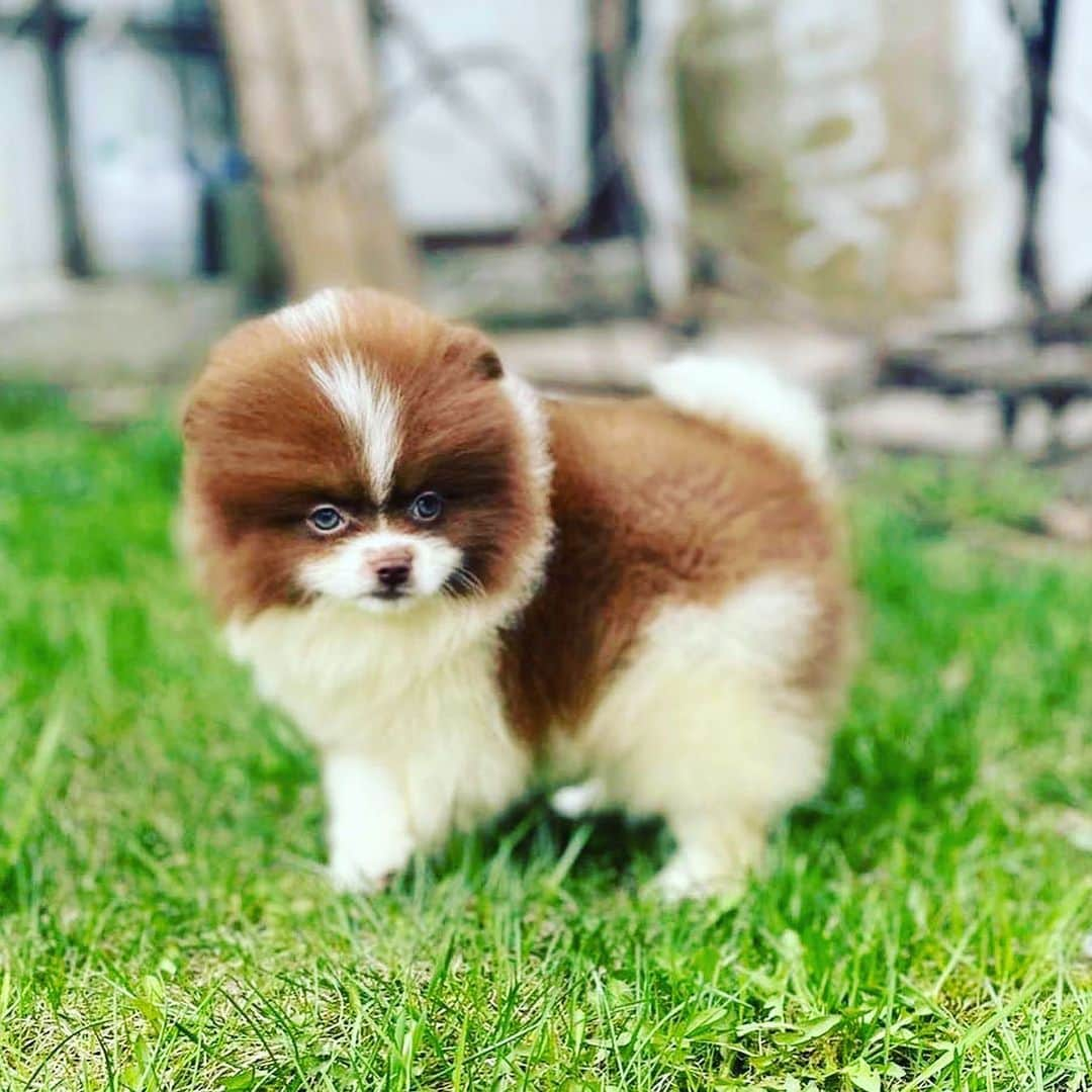 Puppy For Sale.さんのインスタグラム写真 - (Puppy For Sale.Instagram)「Бело коричневый мальчик померанского шпица ❤️😊 ___ ⠀ Следите за нашими обновлениями и подписывайтесь👇 @artsimpatiya ⠀ Больше информации, фото и видео: Директ, на личном сайте питомника Арт Симпатия: www.artsimpatiya.ru」5月21日 1時59分 - artsimpatiya