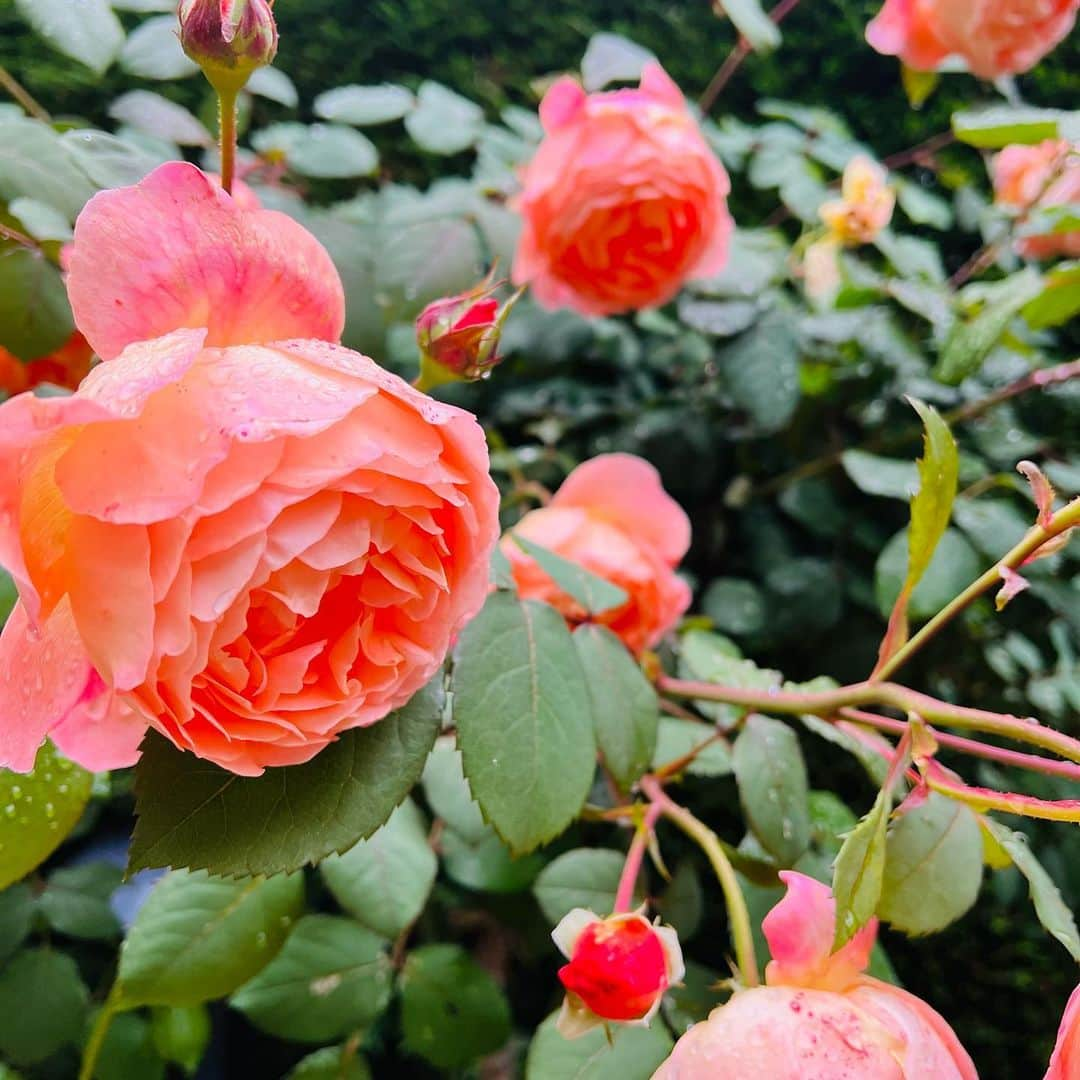 山邊玲音のインスタグラム：「花見つけると人目気にせず立ち止まって撮っちゃう‥😂」