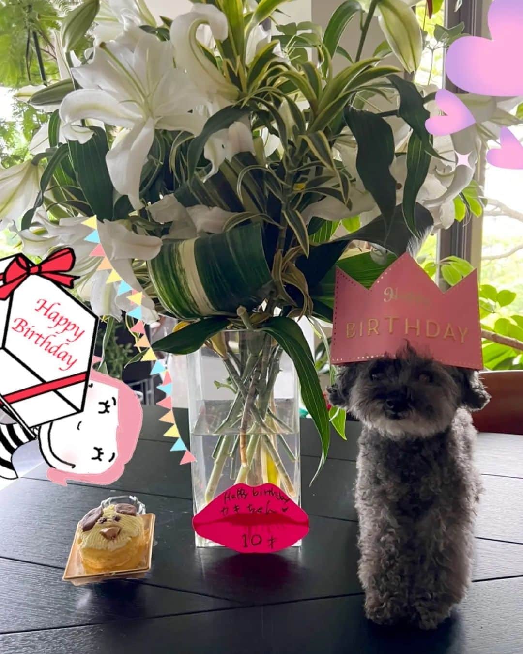 のインスタグラム：「10歳のbirthdayだワンだふる🌹 #Happybirthday #トイプードル誕生日 #トイプードル10歳 #Birthdaycake #王冠👑 #萬田久子」