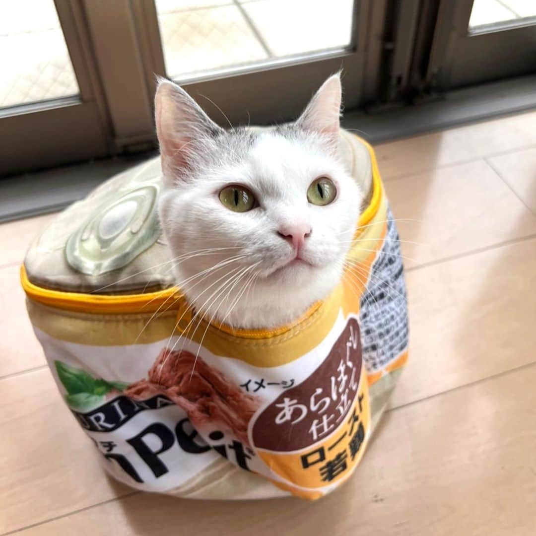 カータンのインスタグラム：「奪い合い人気アイテム  #モンプチ  #ふわふわ収納ボックス  #ねこ  #兄弟猫」