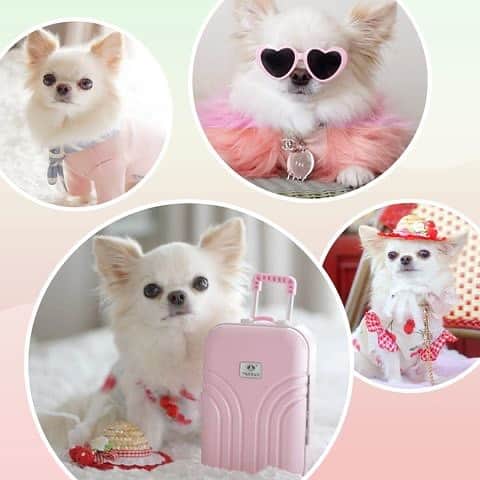25ans SHOPのインスタグラム：「恒例のエレdogおしゃれコンテスト、今回のドレスコードは「バカンスの装い」。お気に入りの旅スタイルに身を包んだワンちゃんの写真をお送りください！  グランプリを受賞された方には副賞として、ワンちゃんの毛をふわふわに仕上げてくれると話題の「nello ペットドライルーム」 @nello_japan を差し上げます♡  応募締切は2022年6月29日（水）まで。  応募はプロフィール欄のURLから👉  ●選考・発表 編集部内で審査を行います。 グランプリの写真、及び審査にて選ばれた写真は25ans 9月号の誌面に掲載します。また、25ansデジタルや当社が運営するSNSに転載する可能性があります。  ＊応募写真は応募者本人が撮影したもの、または撮影者の許可を得たものに限ります。 ＊25ans誌面への写真掲載の有無につきましては、お問い合わせをご遠慮ください。  #エレドッグ#エレdog #ドッグフォトコンテスト #25ansエレドッグ」