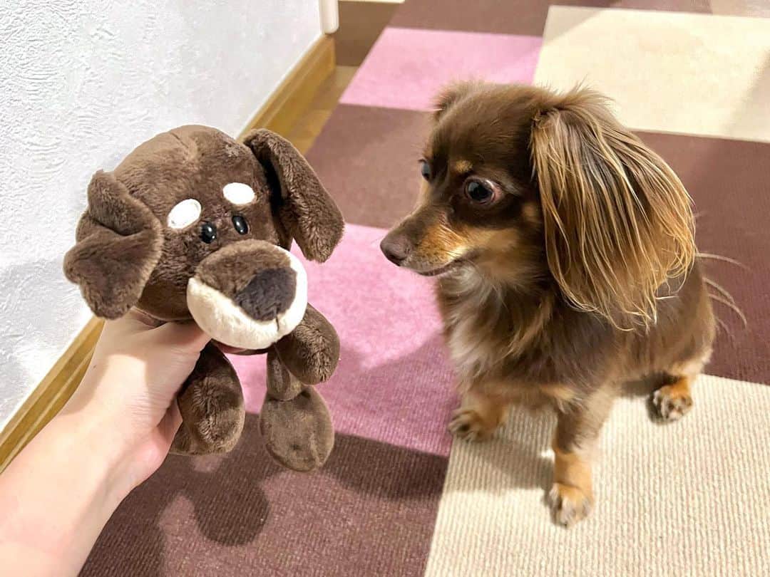 加藤一華のインスタグラム：「. ドッペルゲンガーくんとご対面🐶  『・・・俺やん。』 って言うてます。  ほんと似てる☺️☺️🤍 いい写真撮れた😹🤳  仲良くね〜〜🐕  #NICI #NICIのダックスフントシリーズ #かわいいぃぃぃぃ！ #これはペンポーチ #キーリングも持ってるよ #ぷんた似🐶 #興味津々である #dog #犬のいる暮らし  #わんことお出かけ  #わんこのいる生活 #チワックス #チョコタンチワックス」