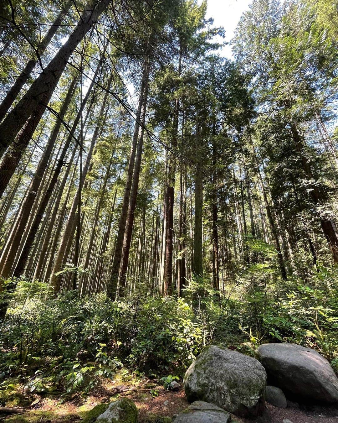 光浦靖子さんのインスタグラム写真 - (光浦靖子Instagram)「I went hiking ,please  enjoy the clean air.」6月15日 14時20分 - yasukomitsuura