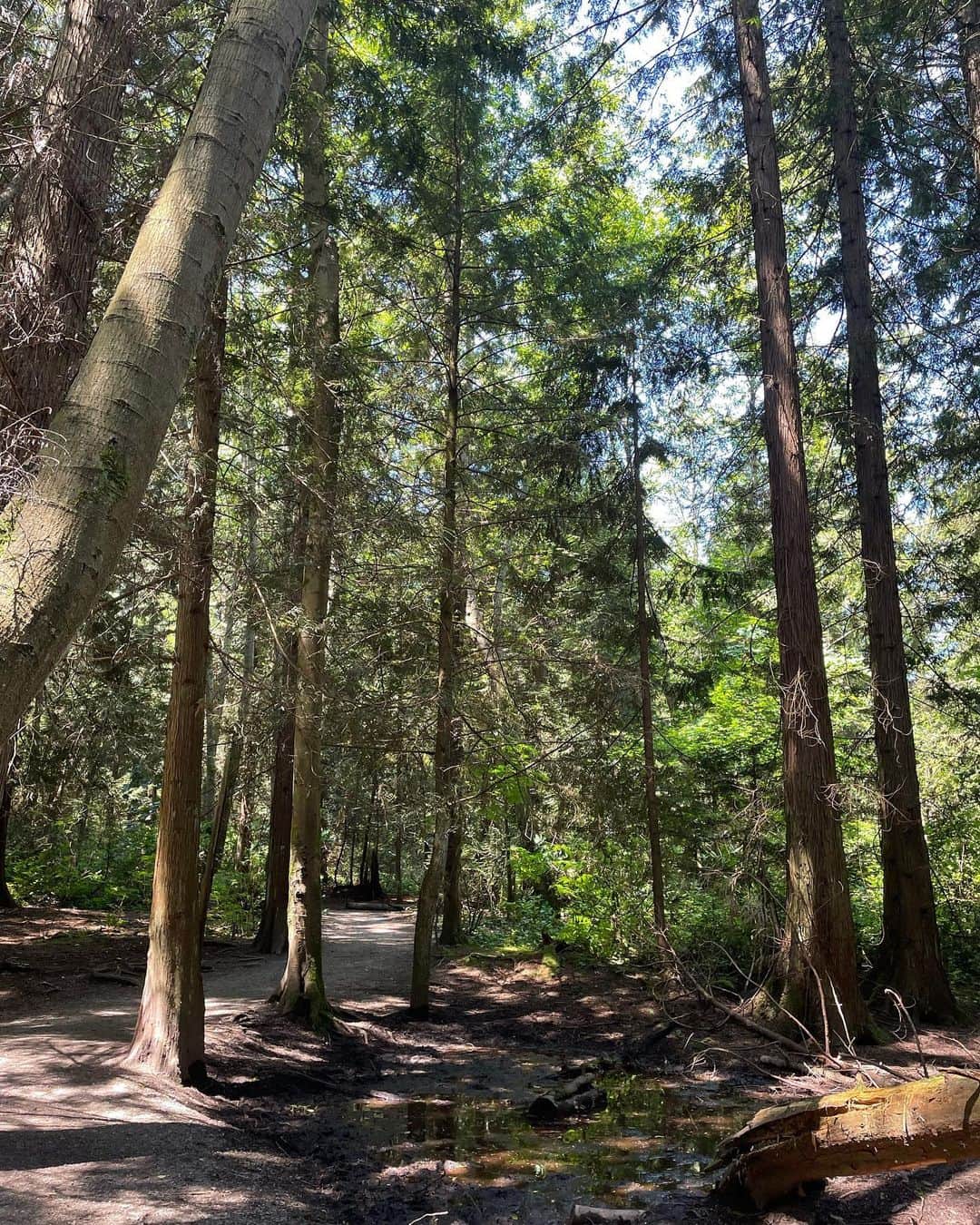 光浦靖子さんのインスタグラム写真 - (光浦靖子Instagram)「I went hiking ,please  enjoy the clean air.」6月15日 14時20分 - yasukomitsuura