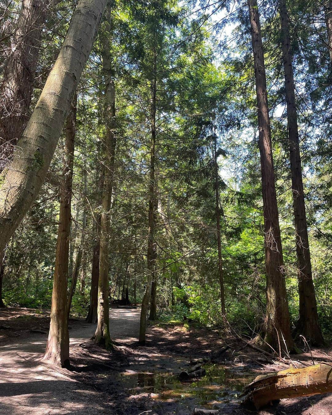 光浦靖子のインスタグラム：「I went hiking ,please  enjoy the clean air.」